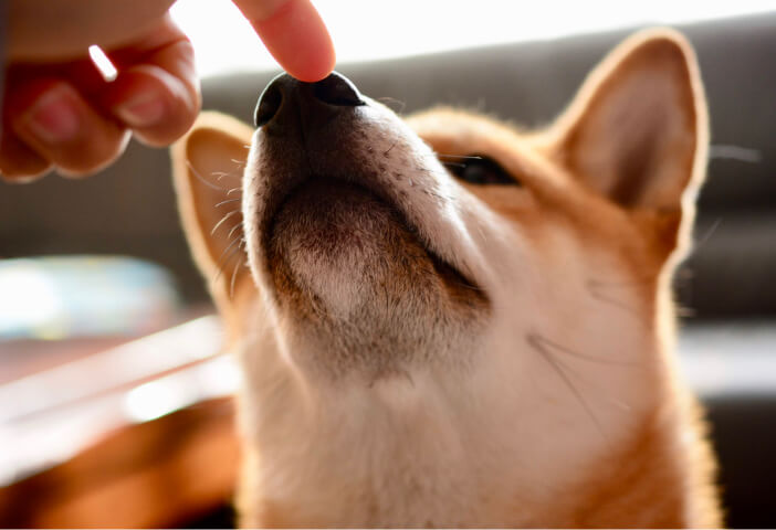 弊社の柴犬の原発性緑内障について