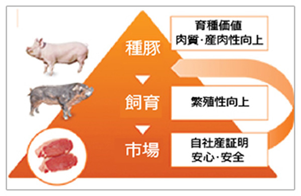 導入効果
