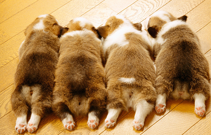犬・猫の親子判定とは