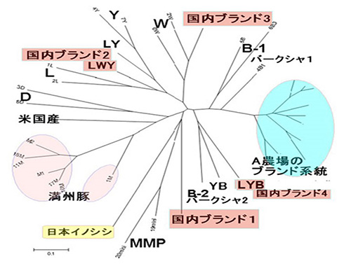 A農場のブランド系統:ある種豚場のブランド豚の独自の種集団の遺伝子型の分布(類縁関係)の様子