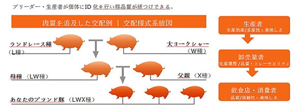 遺伝子型判定によるトレーサビリティのイメージ-肉質を重視した原種交配の例