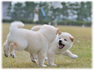 柴犬緑内障
